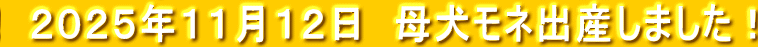 　２０２５年１１月１２日　母犬モネ出産しました！